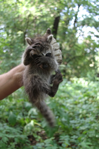 suburban wildlife control holding a baby raccoon